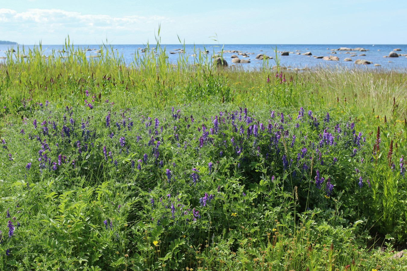 Изображение особи Vicia cracca.