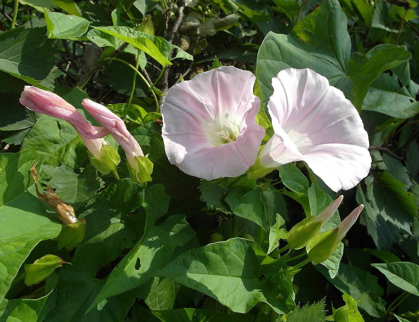 Изображение особи Calystegia spectabilis.