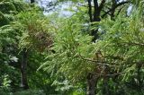 Cryptomeria japonica