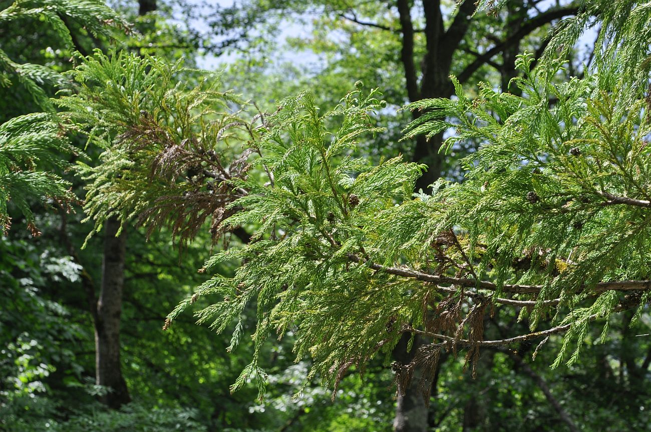 Image of Cryptomeria japonica specimen.