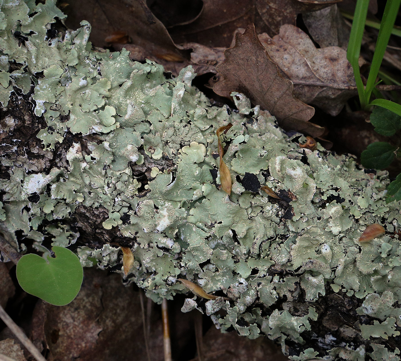 Image of Flavoparmelia caperata specimen.