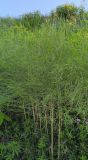 Asparagus officinalis