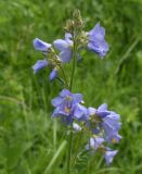 Polemonium caucasicum