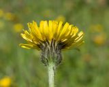 Trommsdorffia maculata
