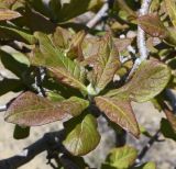 Mespilus germanica