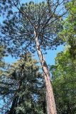 Pinus palustris