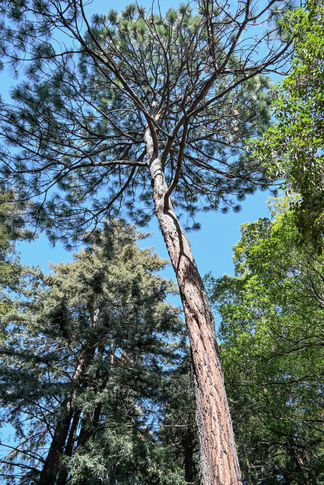 Изображение особи Pinus palustris.