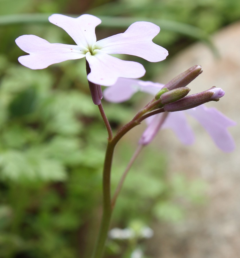 Image of Ricotia lunaria specimen.