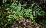 Pteridium latiusculum. Вайя вегетирующего растения. Китай, пров. Аньхой, национальный парк \"Хуаншань\", смешанный лес. 29.05.2025.