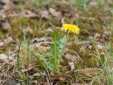 род Taraxacum