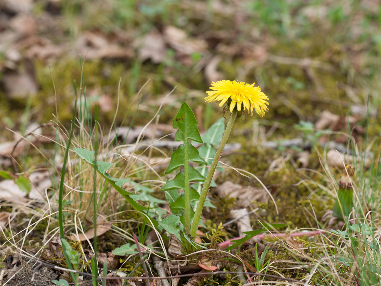 Image of genus Taraxacum specimen.