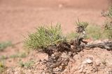 семейство Chenopodiaceae. Верхушка вегетирующего старого растения с обнажёнными корнями. Турция, ил Ыгдыр, ур. Красные горы, глинистый делювиальный шлейф. 19 мая 2025 г.