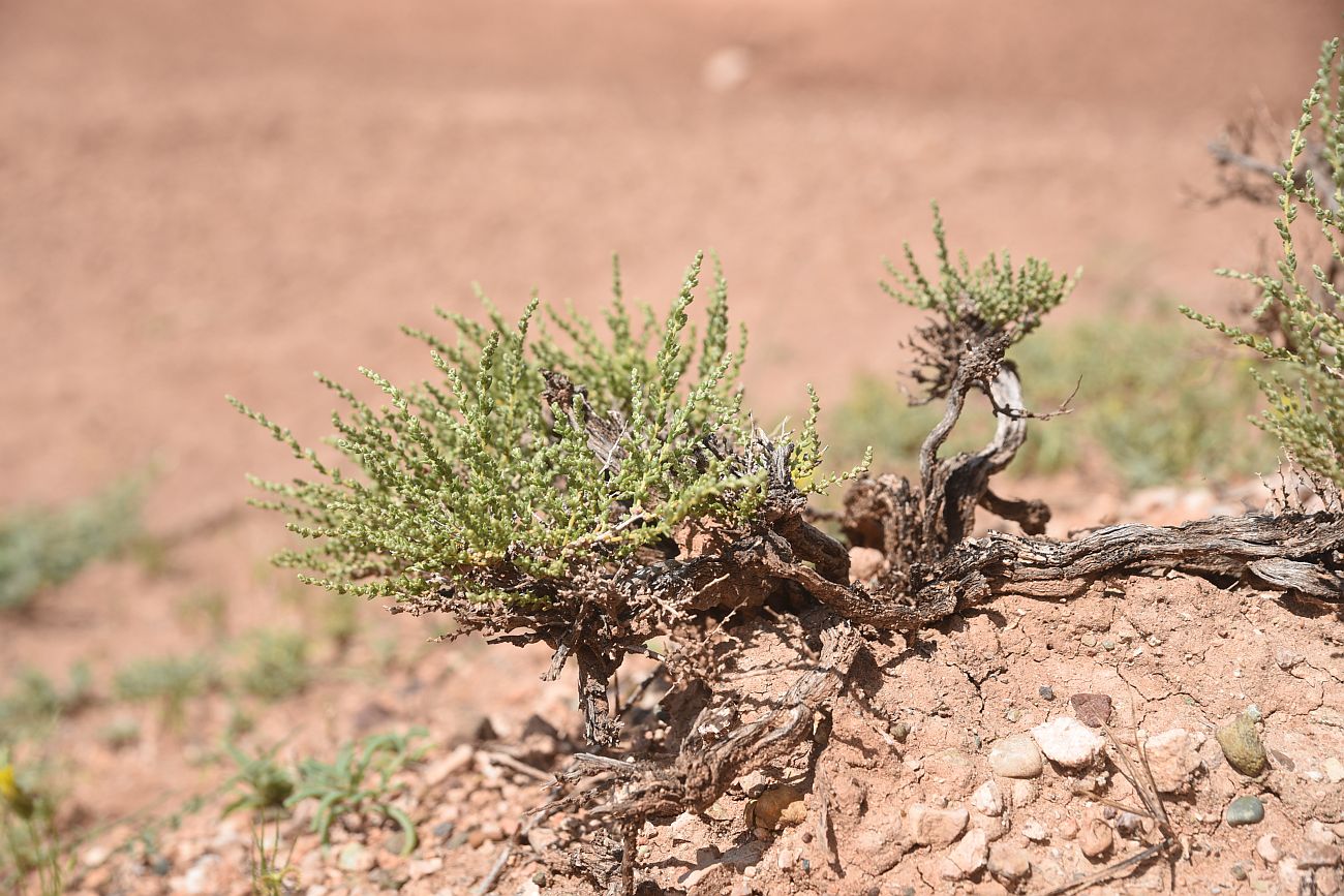 Image of familia Chenopodiaceae specimen.