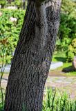 Liriodendron tulipifera