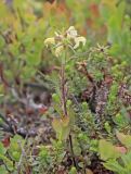 Pedicularis lapponica