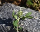 род Trifolium