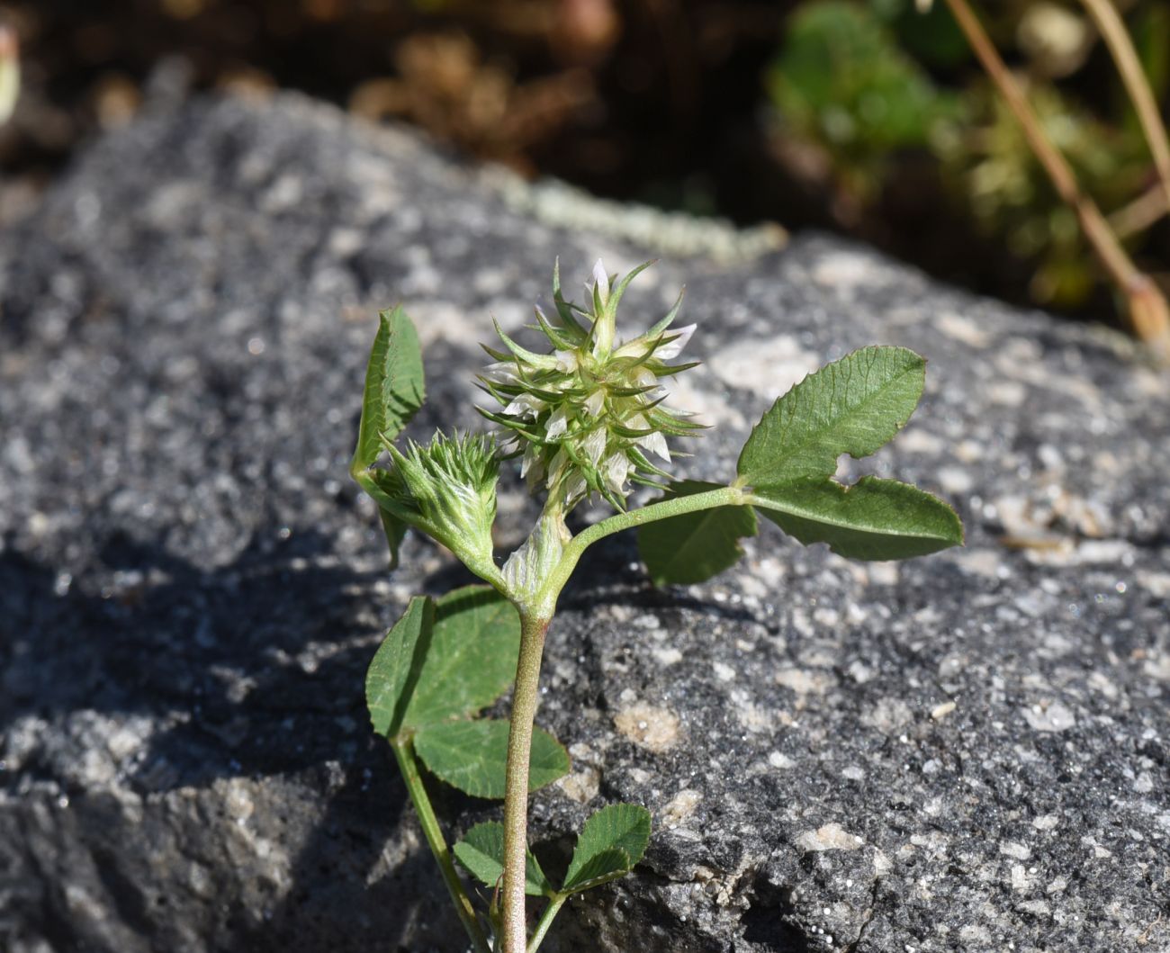 Image of genus Trifolium specimen.