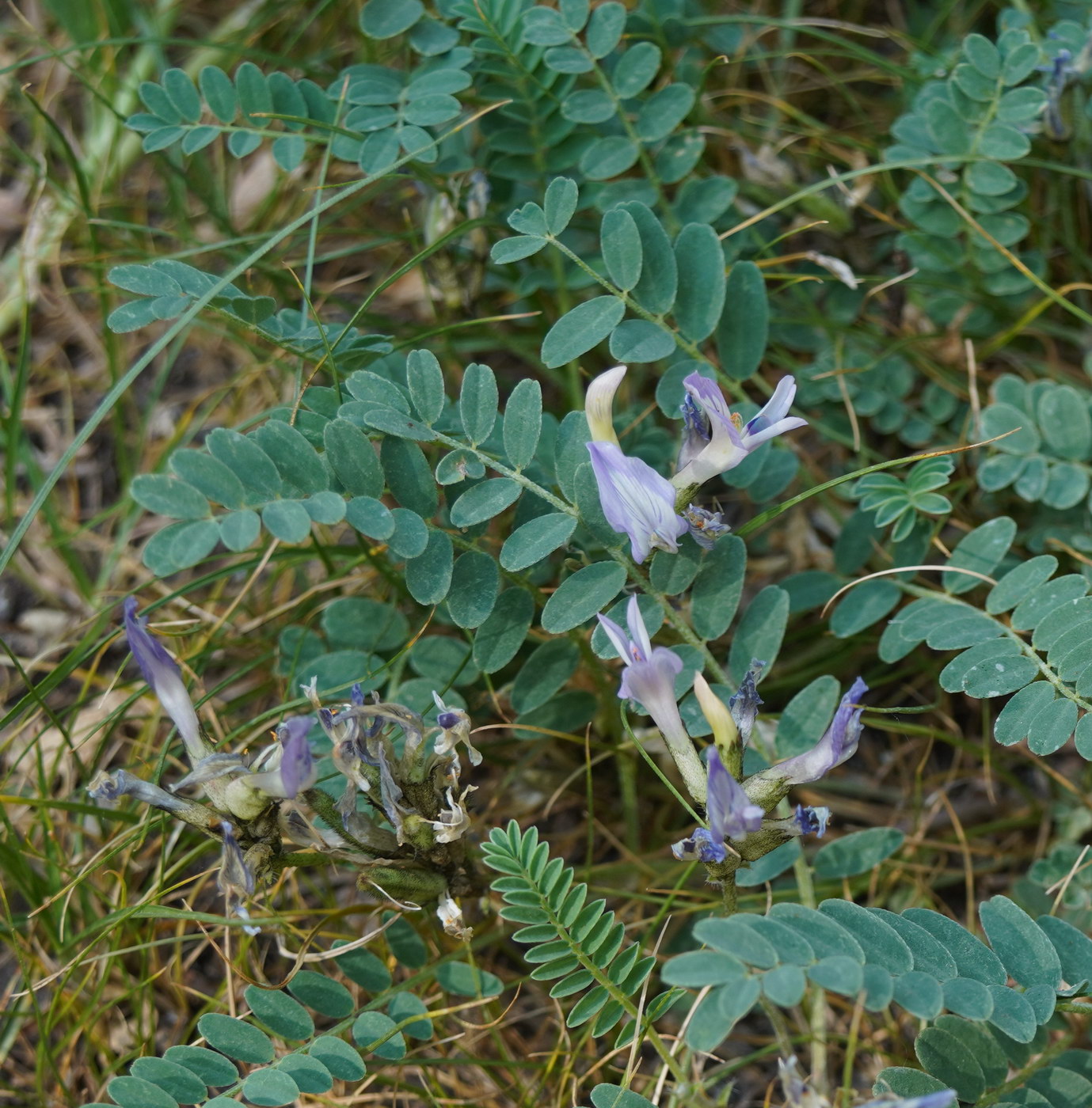 Изображение особи Astragalus tibetanus.