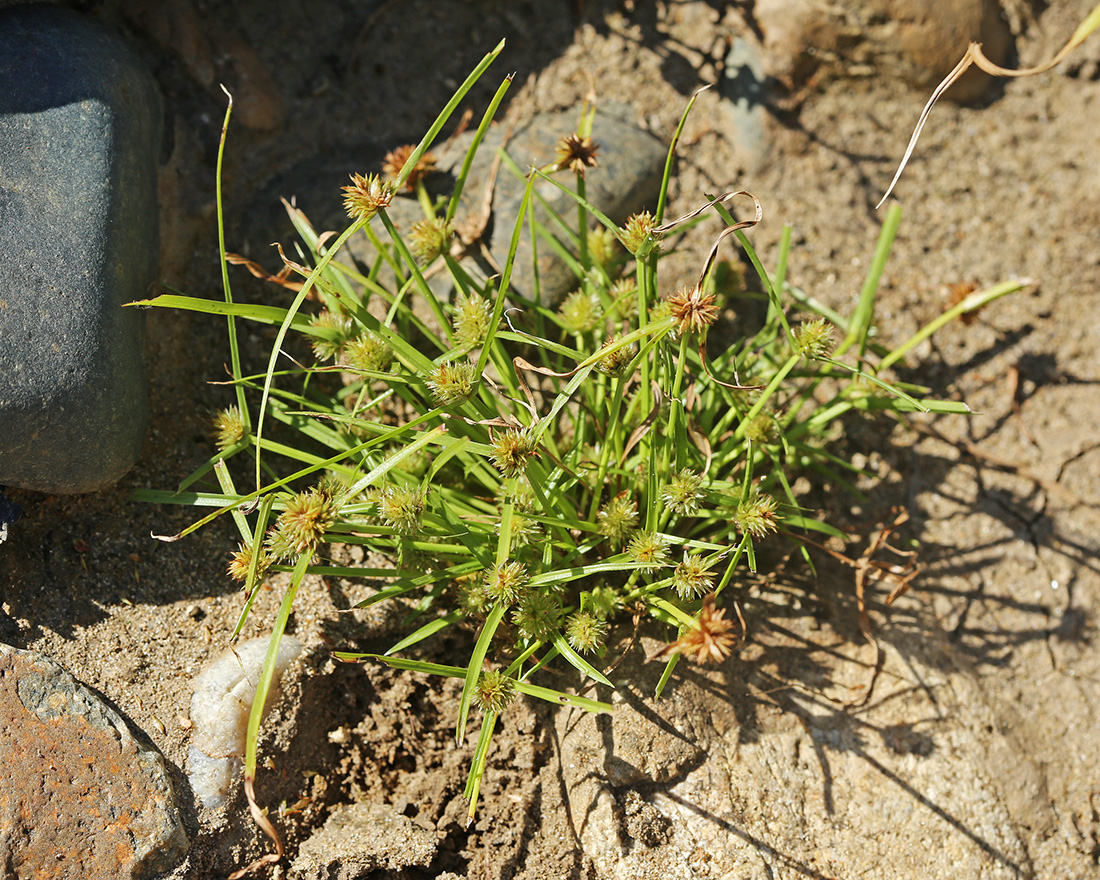Image of Kyllinga kamtschatica specimen.