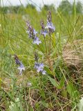 Veronica prostrata. Верхняя часть цветущего растения. Ульяновская обл., Мелекесский р-н, окр. пос. Вишенка, спуск в дол. р. Бирля, луговая степь. 18.05.2024.