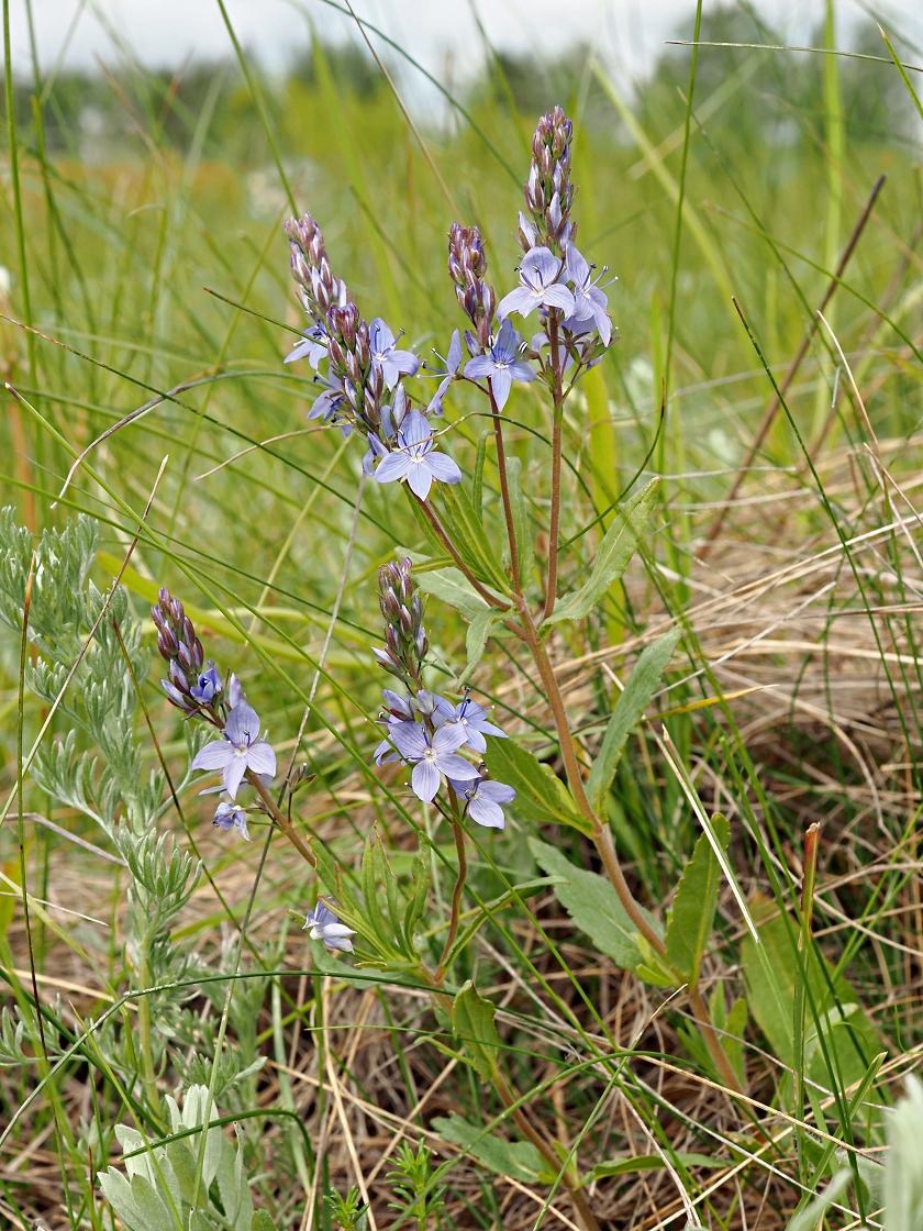 Изображение особи Veronica prostrata.