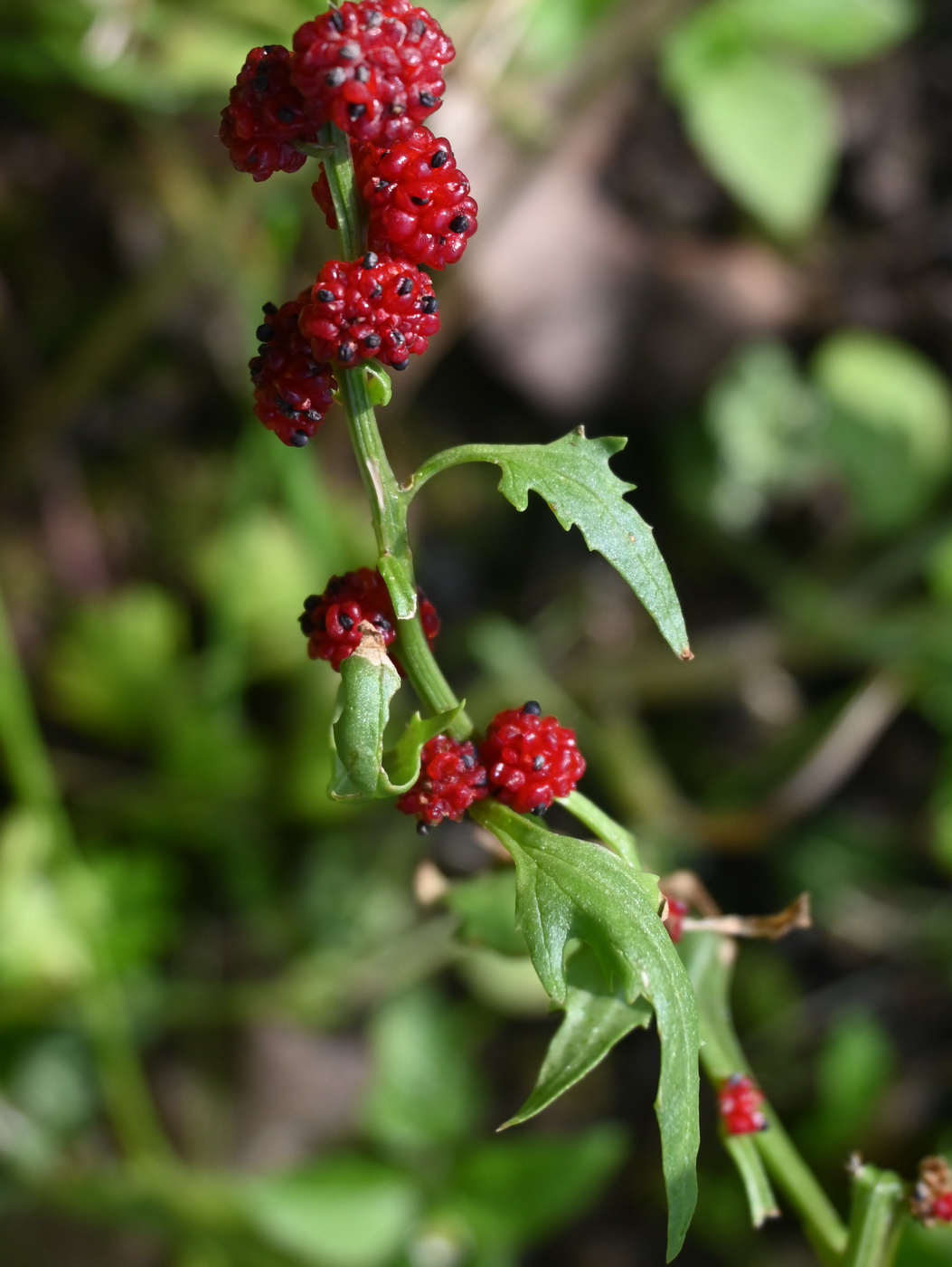 Image of Blitum virgatum specimen.