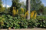 Ligularia stenocephala. Цветущие и плодоносящие растения. Пермь, Ленинский р-н, городская эспланада. 1 сентября 2024 г.