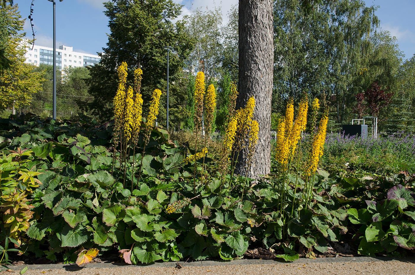 Image of Ligularia stenocephala specimen.