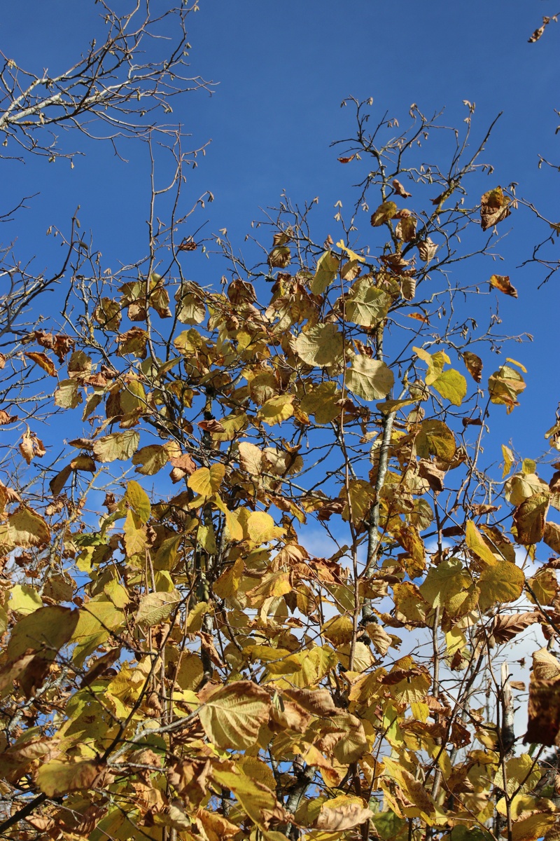 Image of Corylus avellana specimen.