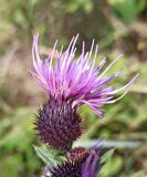 Смотреть изображение семейство Asteraceae