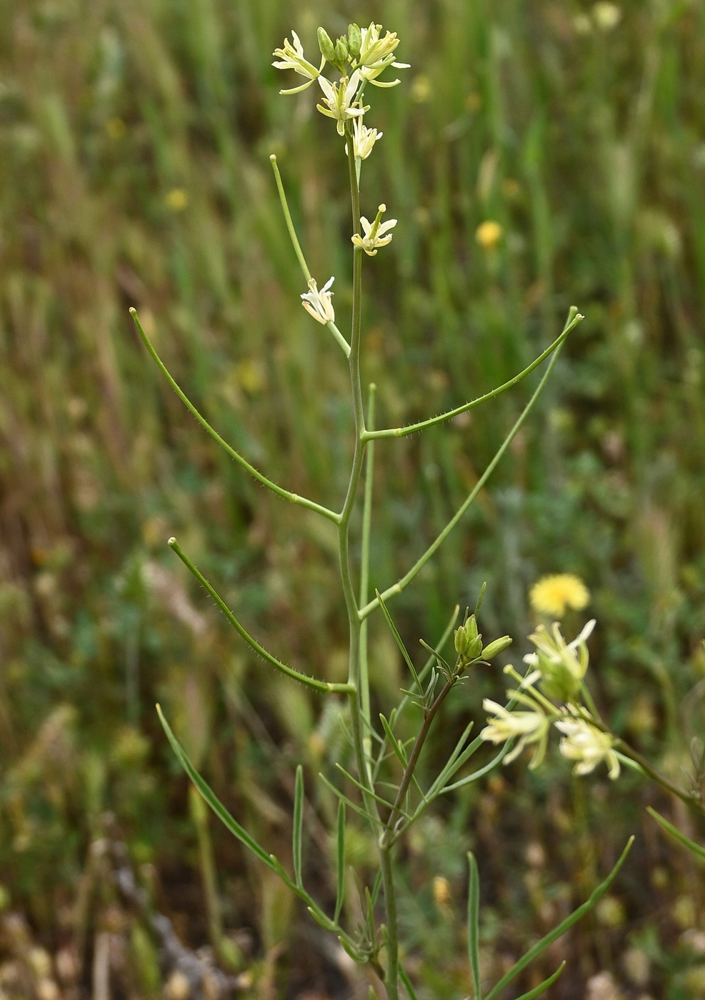 Изображение особи Sisymbrium altissimum.