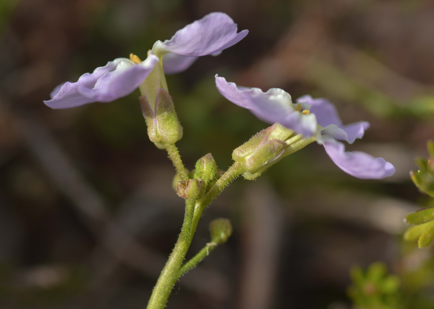 Изображение особи Parrya nudicaulis.
