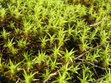 genus Polytrichum