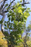 Celtis glabrata