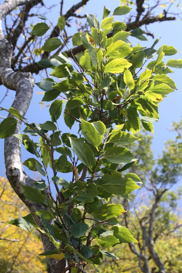 Image of Celtis glabrata specimen.