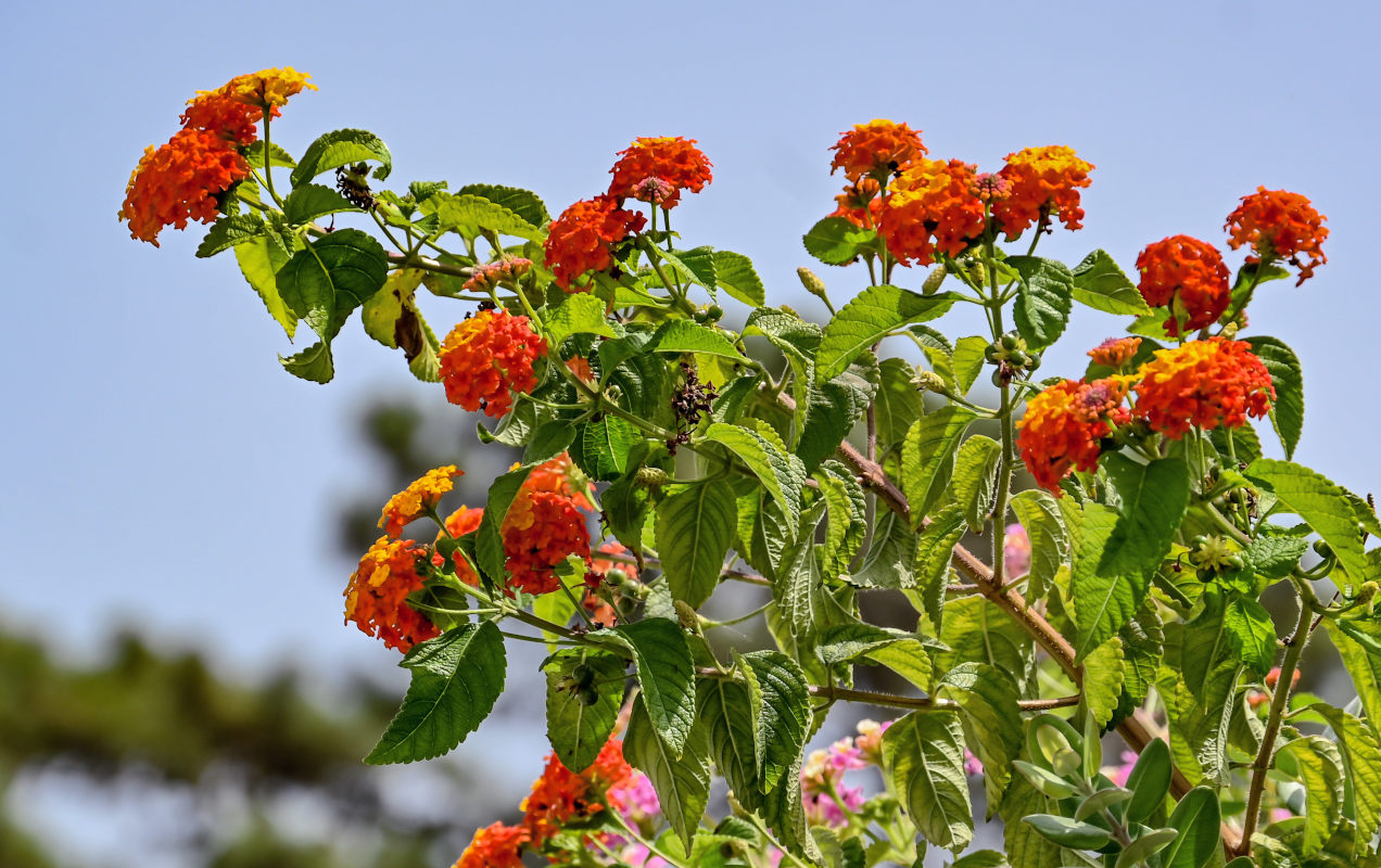 Image of Lantana &times; strigocamara specimen.