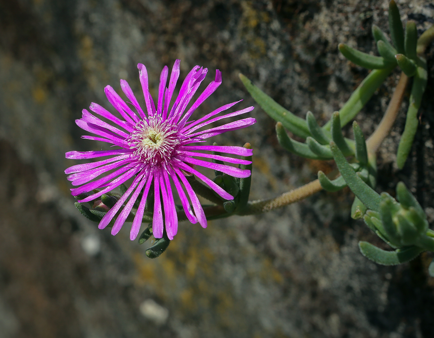 Image of Delosperma cooperi specimen.