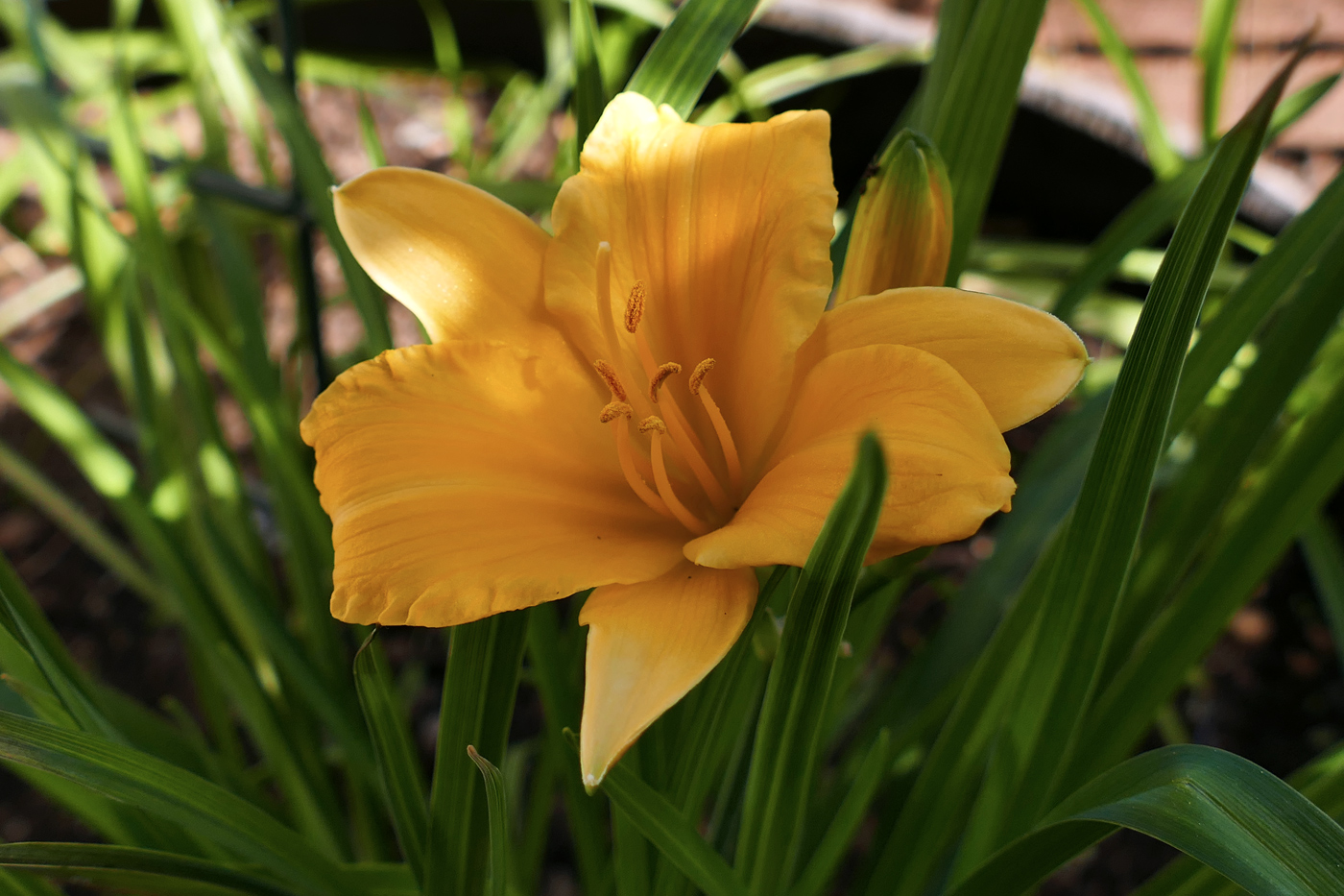 Изображение особи Hemerocallis lilio-asphodelus.