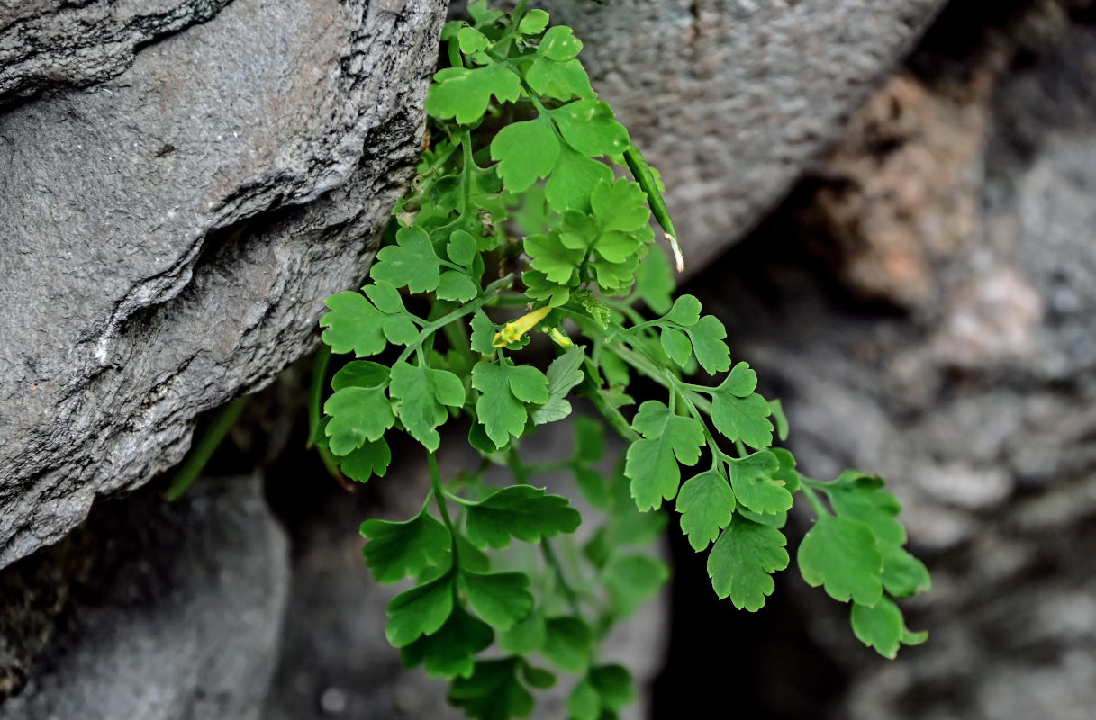 Image of Corydalis pallida specimen.