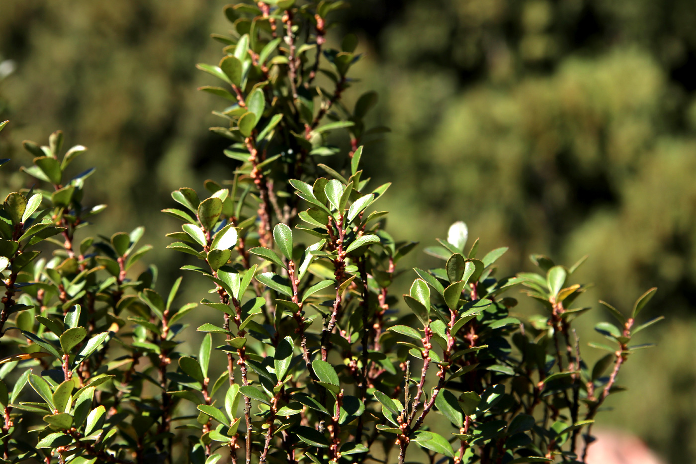 Изображение особи Azara microphylla.