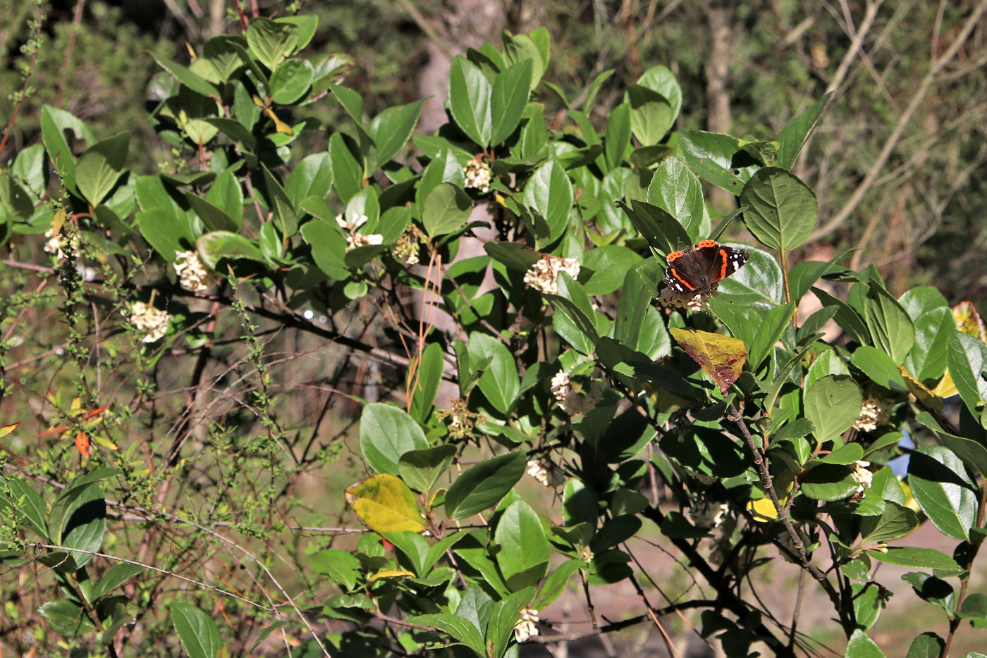 Image of Viburnum suspensum specimen.