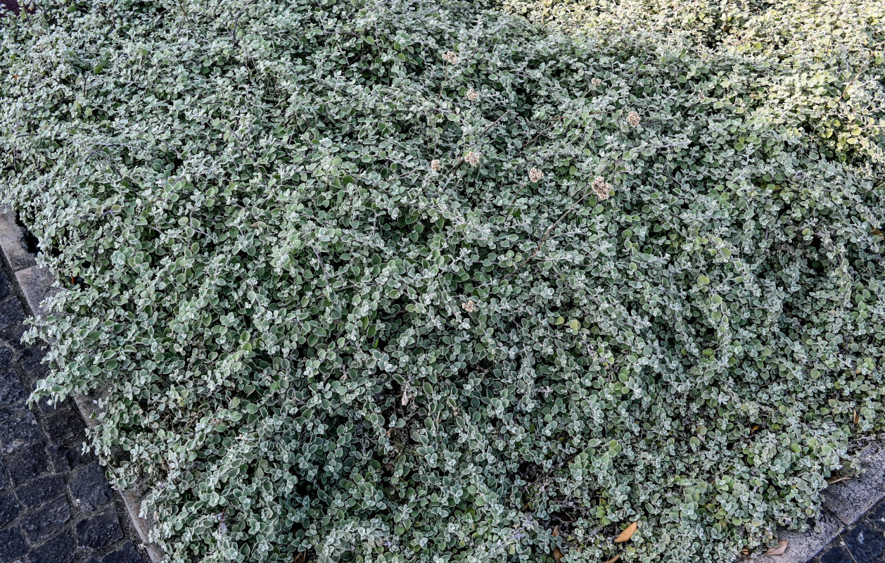 Image of Helichrysum petiolare specimen.