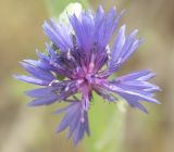 Centaurea cyanoides. Соцветие-корзинка. Израиль, предгорья Иудеи, кипарисово-сосновый лес. 29.03.2008.