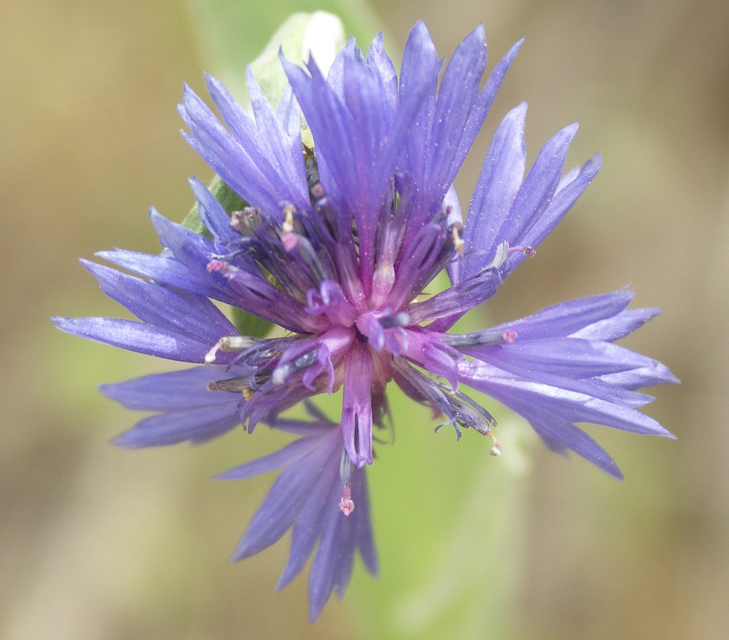 Изображение особи Centaurea cyanoides.