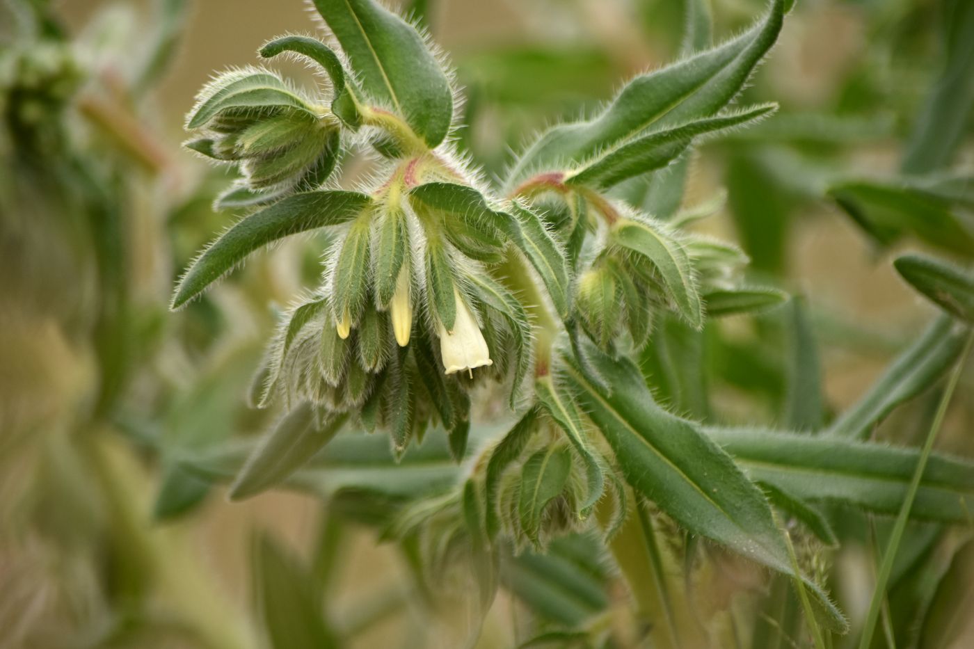 Image of Onosma setosa specimen.