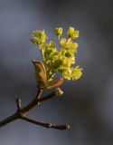 Acer platanoides. Ветвь с соцветием. Московская обл., ГО Мытищи, окр. пос. Пироговский, смешанный лес. 06.05.2026.