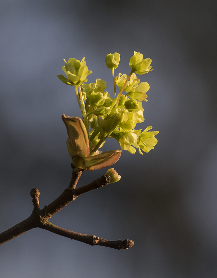 Изображение особи Acer platanoides.