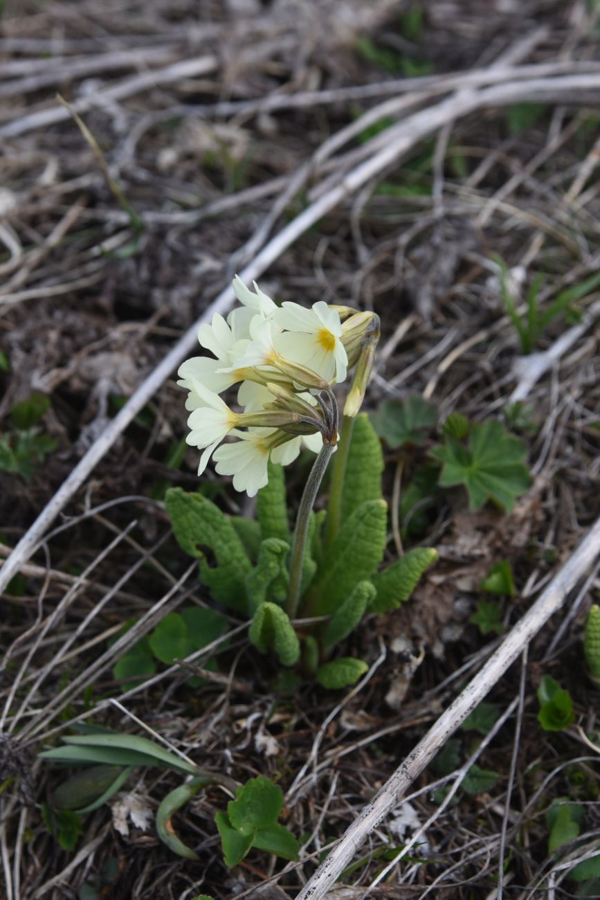 Изображение особи Primula ruprechtii.