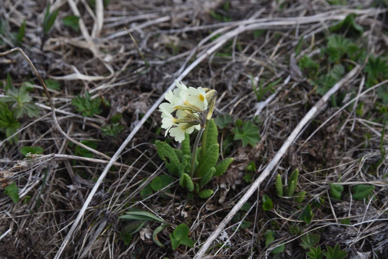 Изображение особи Primula ruprechtii.
