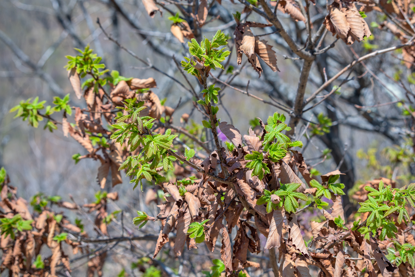 Изображение особи Quercus mongolica.